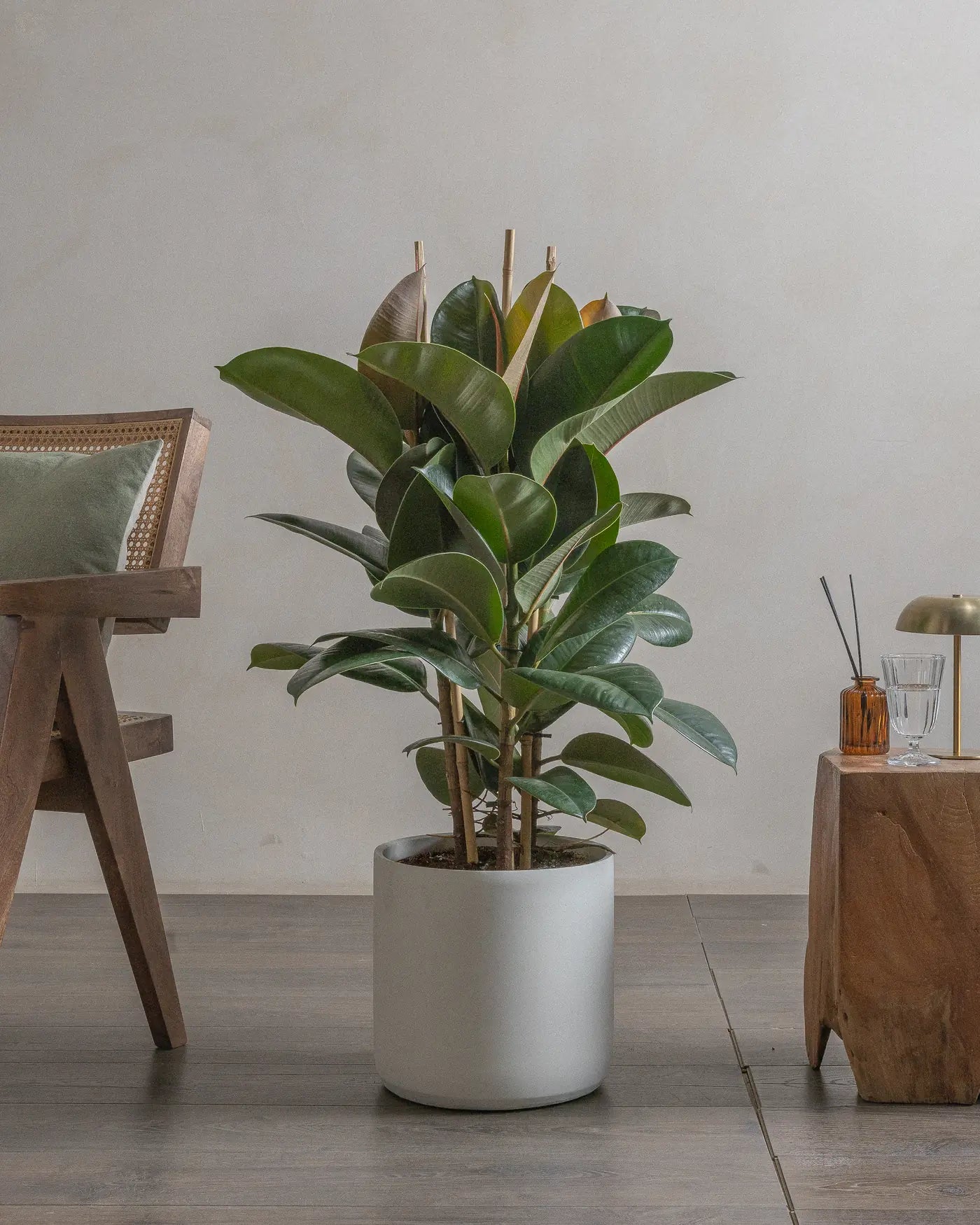 Tall Rubber Tree indoor plant in white concrete pot for indoor space