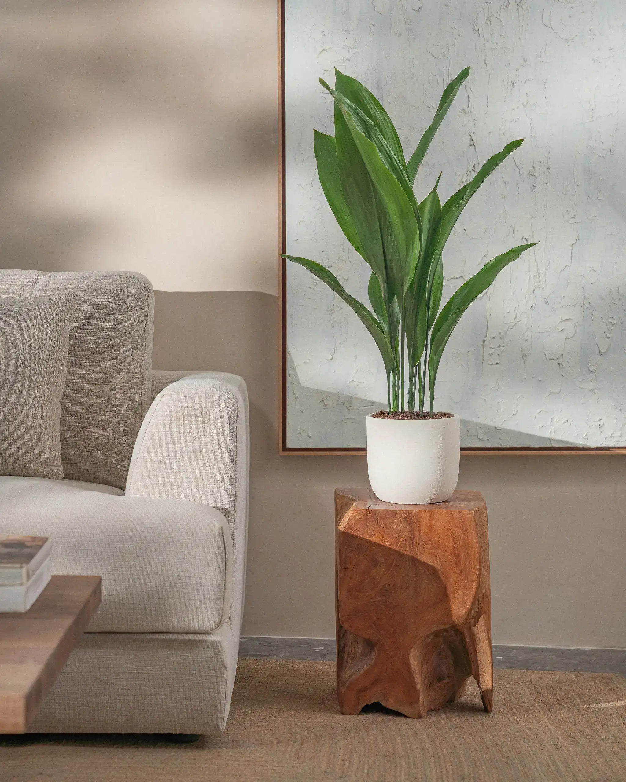 Medium Cast Iron indoor plant in white concrete pot for indoor space