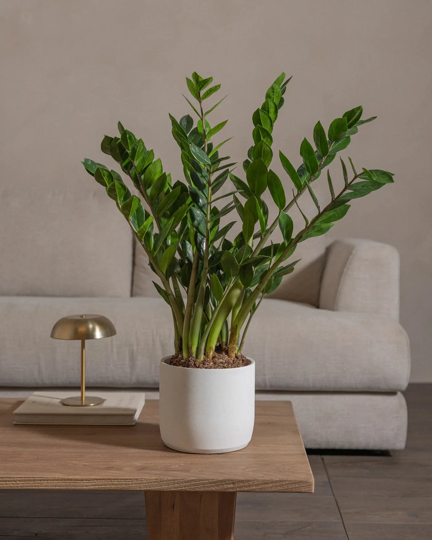 Medium ZZ indoor plant in white concrete pot for indoor space