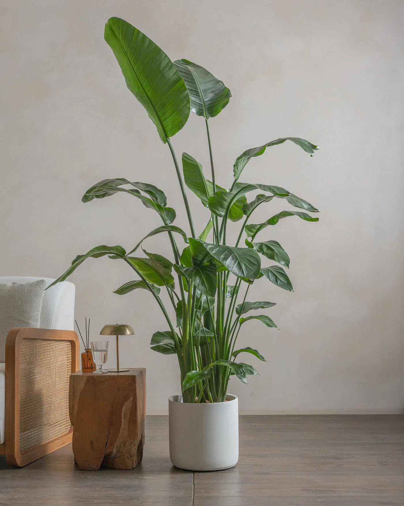 Tall Bird of Paradise indoor plant in white concrete pot for indoor space