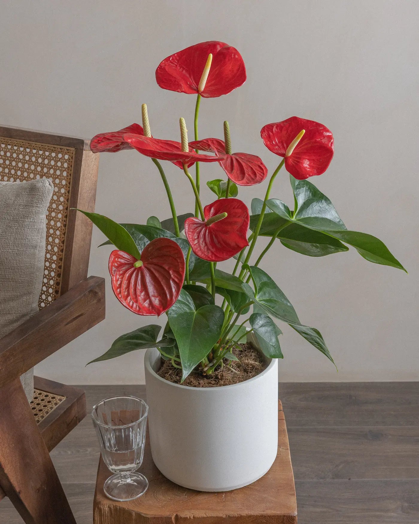 Tall Dragon Tree indoor plant in white concrete pot for indoor space