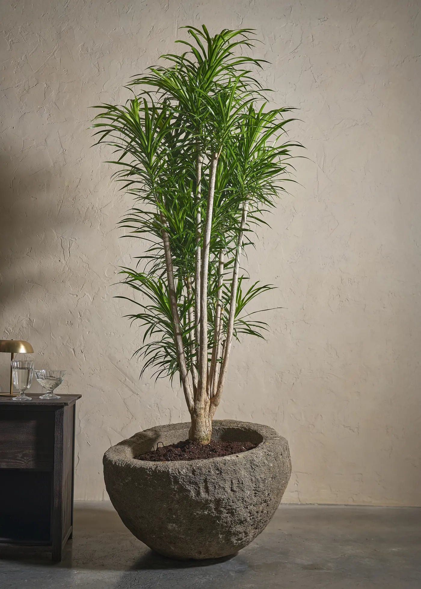 Potted anthurium plant beside a tall red gift box with a ribbon.