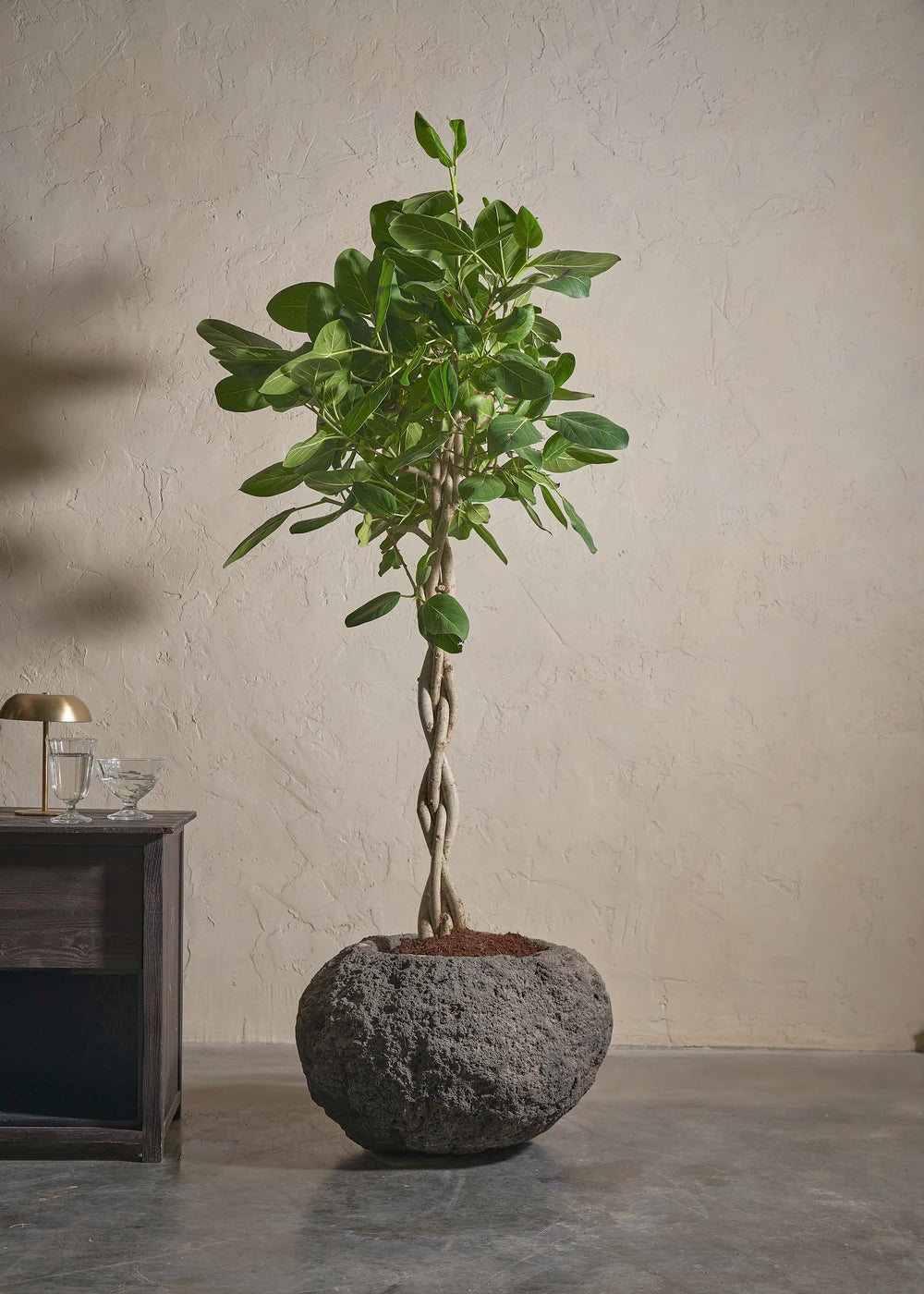 Potted anthurium plant beside a tall red gift box with a ribbon.
