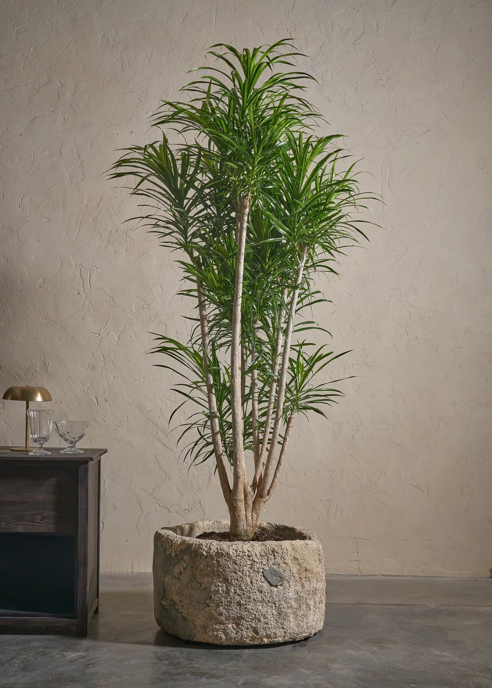 Potted anthurium plant beside a tall red gift box with a ribbon.