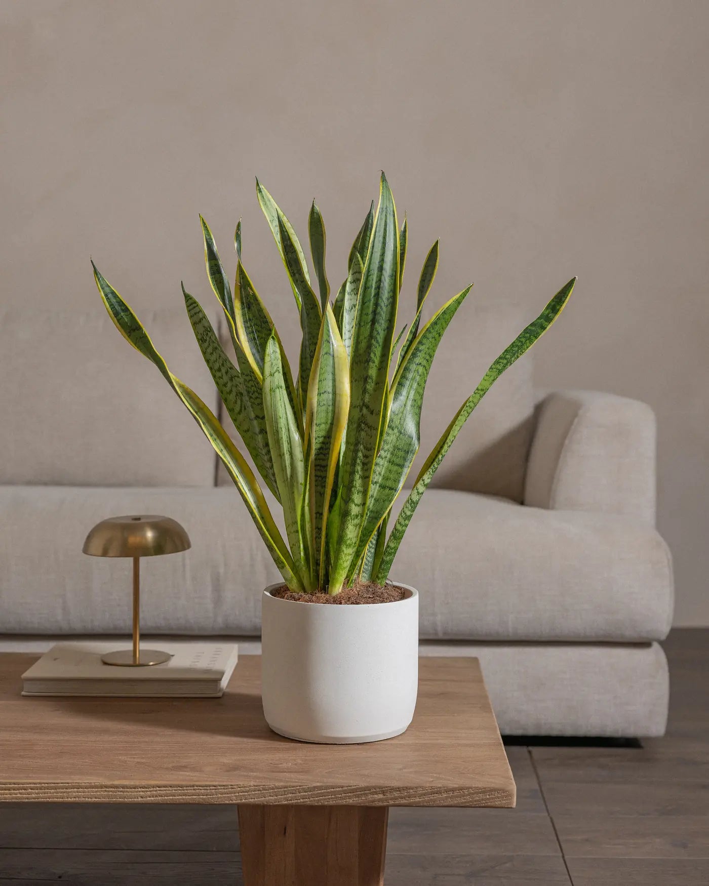 Small Snake indoor plant in white concrete pot for indoor space